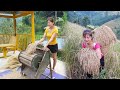 Harvesting upland rice  processing upland rice to cook sticky rice  my bushcraft  nht