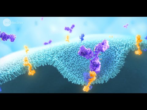 Red Nucleus Medical Animation Reel - video from Red Nucleus