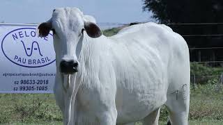 LOTE 15   WAPB 796