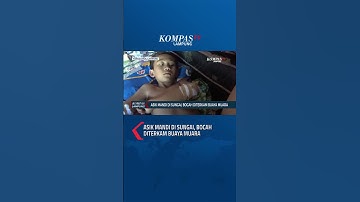 Asik Mandi di Sungai, Bocah Diterkam Buaya Muara