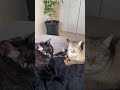 かまじいになる主👩🦰 #猫 #cat