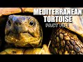 Mediterranean tortoise facts  animal fact files