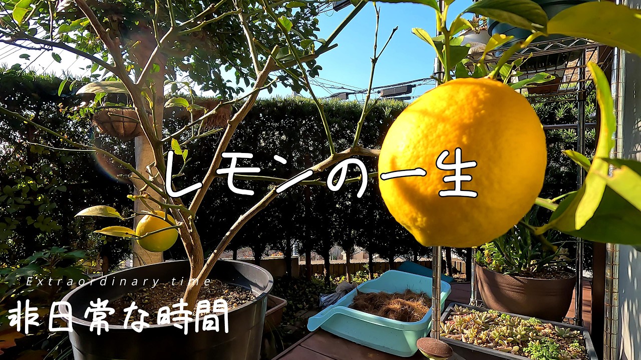 非日常な時間「レモンの一生」