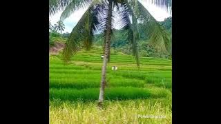  enak saat di perjalanan atau kerja.  Mawar bodas,kembanggadung,kudasumedang,  buleud,Bambunghideng