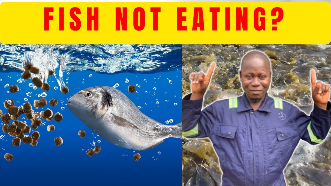 Fish Not Eating? These 5 Hidden Causes Most Farmers Ignore - YouTube