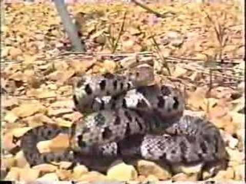 snake oil Fox snake striking
