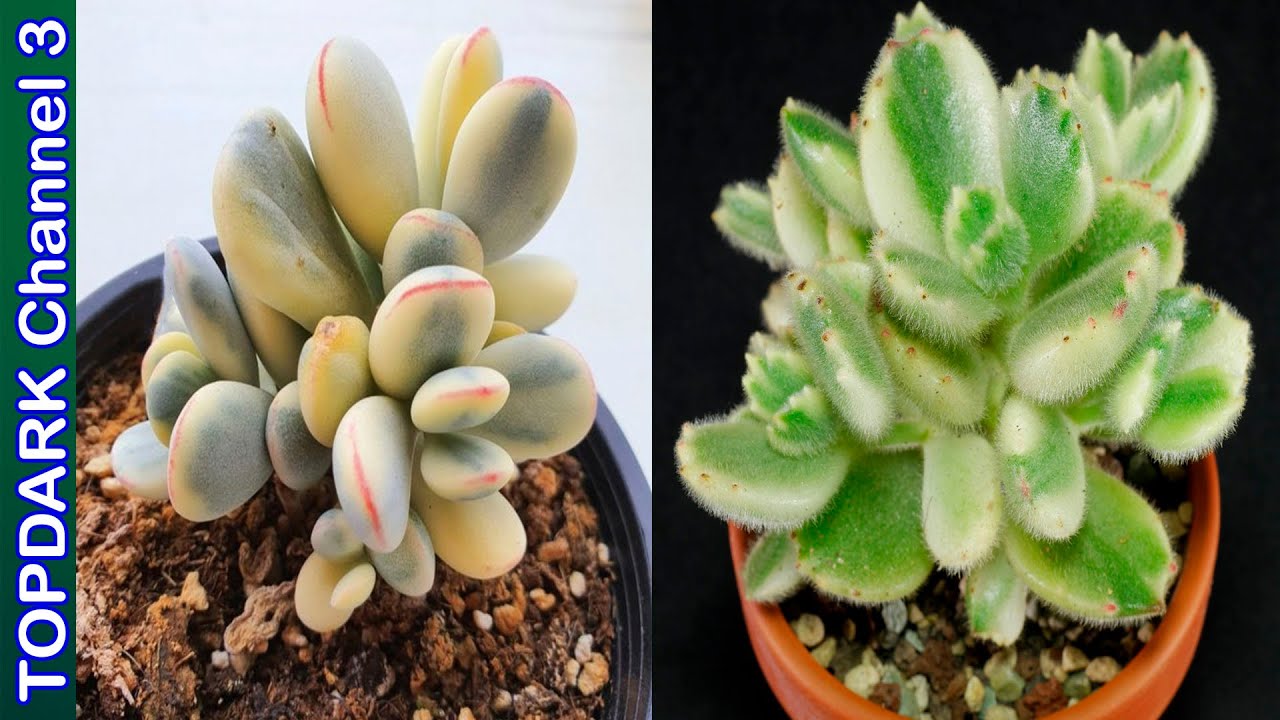 11 Variedades de Cotyledón