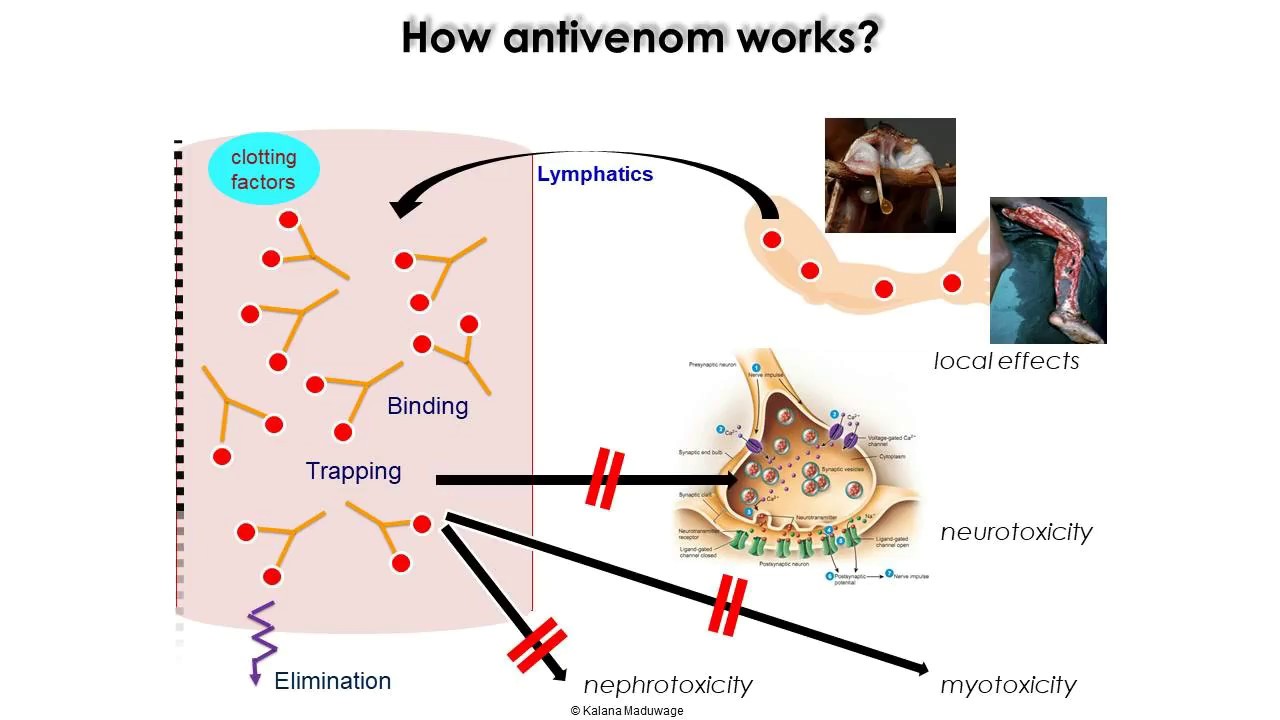 Snakebites The whole story (6) Snake Antivenom YouTube