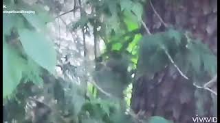Elemental movement video 1 of 3 bigfoot mysterious (Stabilized)