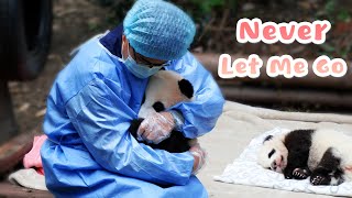 Clingy Panda Baby Asks Nanny To Hug Him Forever | iPanda