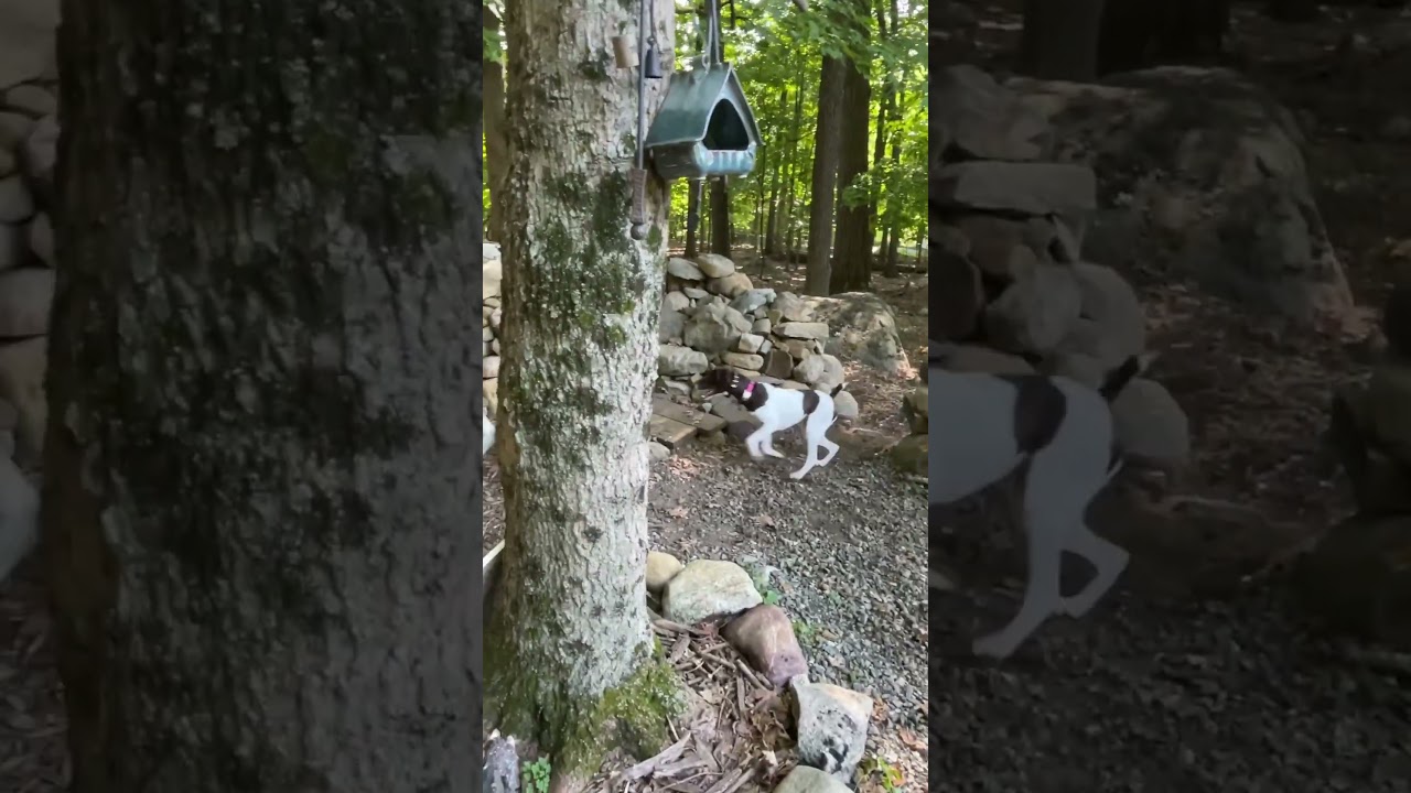 German Shorthaired Pointer Chasing Chipmunk - Coco