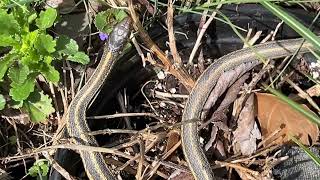Snake study in Penns Woods.  PLEASE SUBSCRIBE