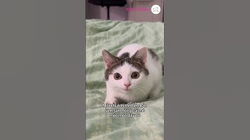 Đẹp trai tóc hai mái, thứ gì chịu nỗi