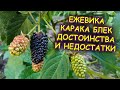 Ежевика Карака Блек Karaka Black заваливает нас ягодой. Самый ранний сорт ежевики. Росяника