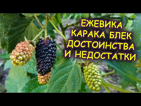 Video: Натчез кара мөмөсүнө тор керекпи?