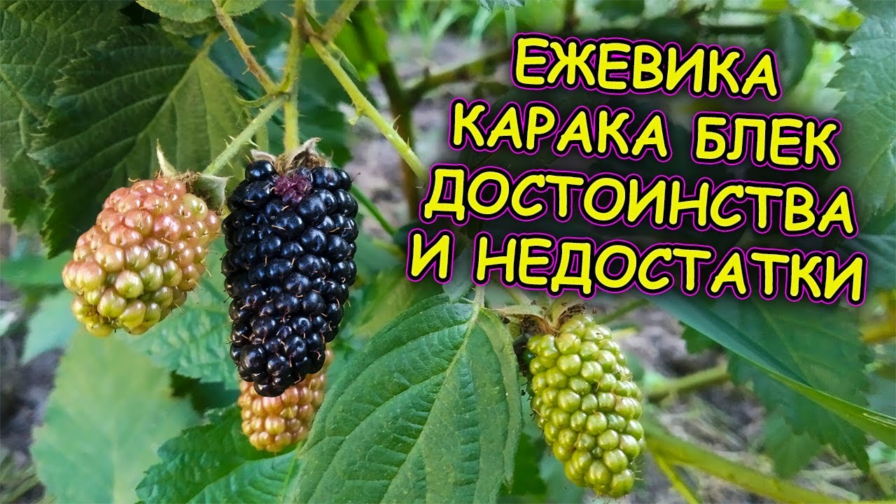 Ежевика Карака Блэк Описание Фото Отзывы