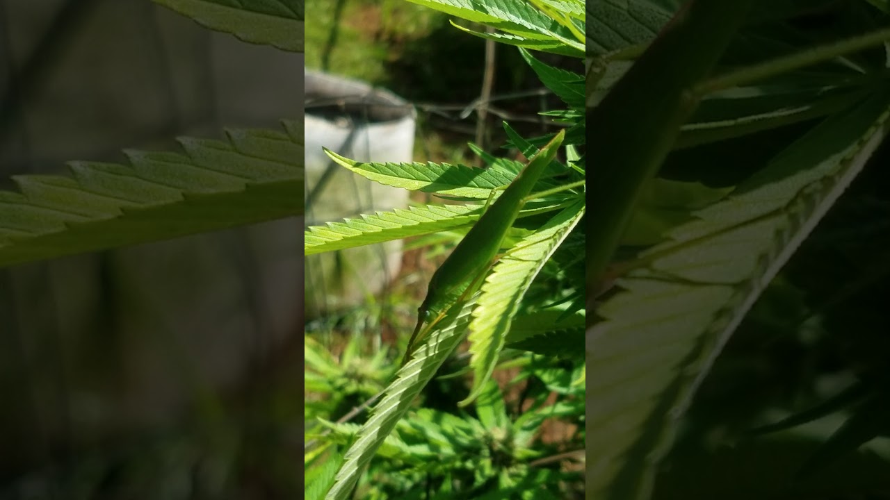 Hawaii Medical Marijuana Outdoor organic flowering stage 2