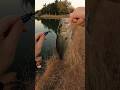 Topwater CHAOS‼️#bass #topwater #flyfishing #explosion