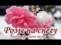 Красивая песня на все 100 – это Розы на снегу в исполнении Игоря Виданова для ВАС РОЗЫ НА СНЕГУ