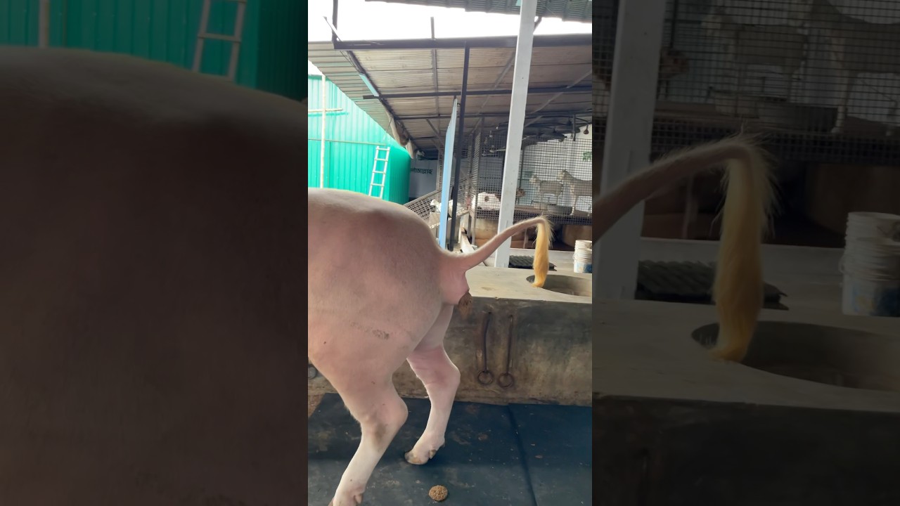 A beautiful albino buffalo standing up and taking a toilet