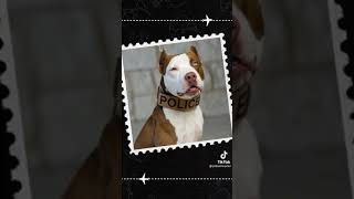 Pitbul Fotoğrafları