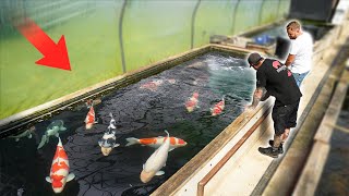 BIG Koi Fish in the UK's LARGEST Koi Growing Facility!