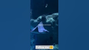 They have no idea AutoCAD exists… just swimming freely, #archicad #sketchup #autocadblocks