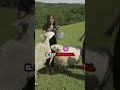 Un peu chiant ce mouton   humour animaux twitch irl