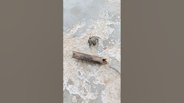 Ốc mượn hồn bỏ vỏ | Animal #shorts #snake