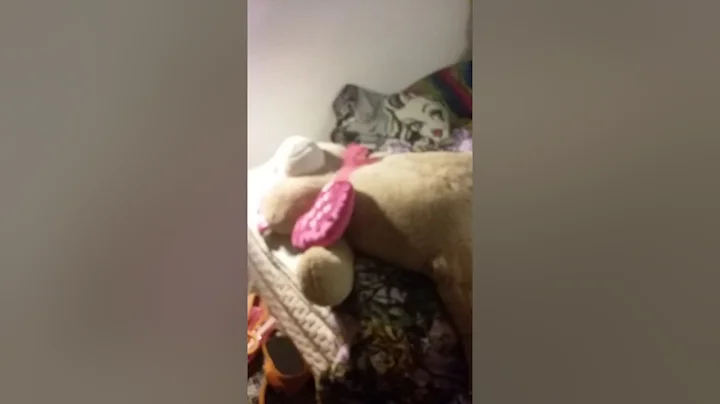 Lela vs teddy bear