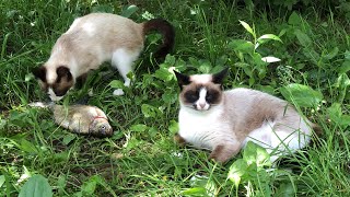 SIREN HEAD bream against two cats. by ShirliMur 263 views 9 months ago 12 minutes, 52 seconds