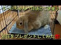 ろっぷちゃんへ別荘をプレゼントしてみた♪