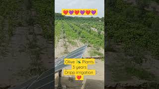 Olive 🫒 Plants 3 years Olivier Dripp irrigation #drippirrigation #OLIVE #oliveplants #oliveraie