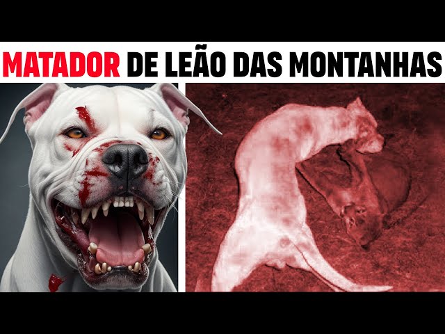 Dogo Argentino INVENCÍVEL? Cão de Guarda SUPERHERÓI 