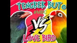Masteran Kombinasi 💯 Jernih Tengkek Buto vs Lovebird Juara
