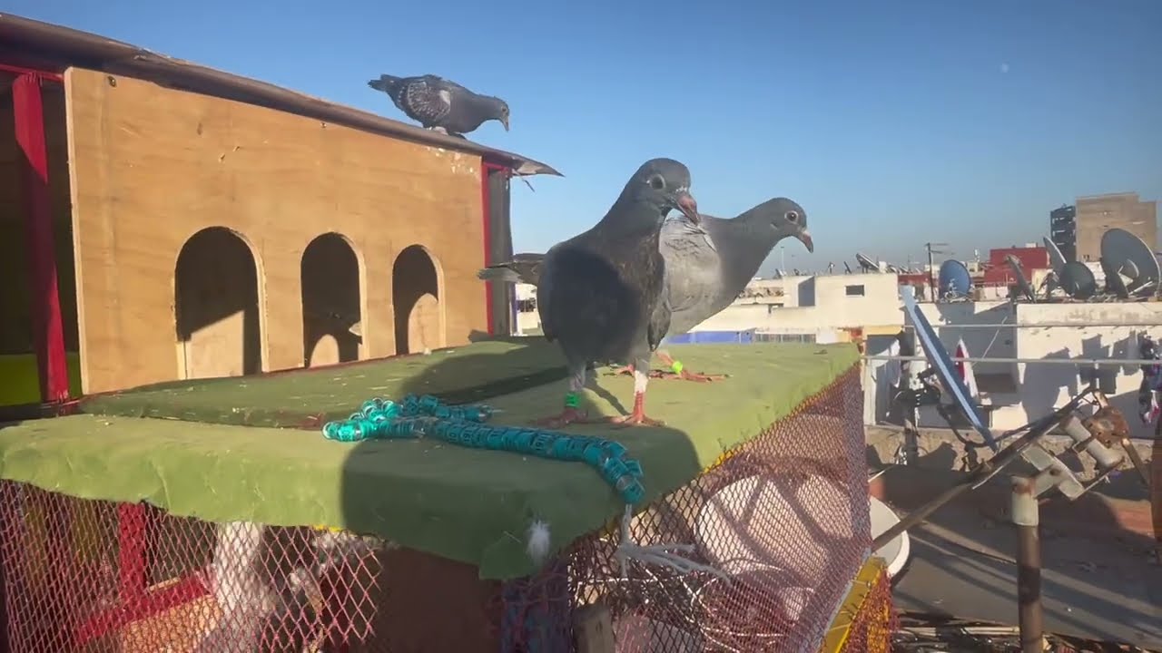 كفاش تخليو شنابر الحمام الزاجل يولفو عندكم 🕊️❤️+ بداية الطريطمو جنيرال 🔥💙