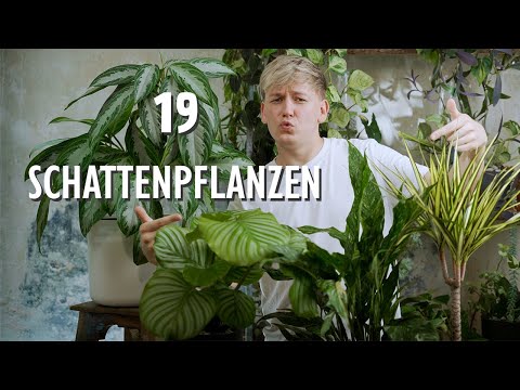 Video: Top 10 Orte für große Zimmerpflanzen