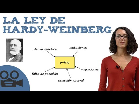 Video: ¿Qué factores genéticos deben estar ocurriendo para que exista un equilibrio de Hardy Weinberg?