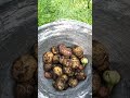 первый урожай картошки и миссия уничтожить жука 😡