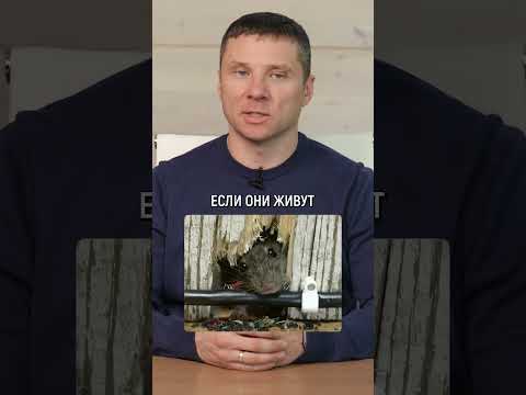 Мыши в доме из бруса: ПРАВДА или МИФ? #строительство #деревянныйдом