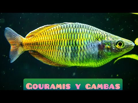 Video: ¿Los gouramis comen algas?