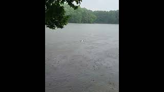 Jack Russells Joker Is A Big Swimmer. Thumbs Up If You Agree.