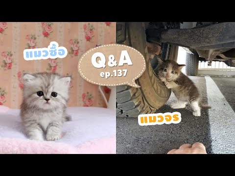Q&A - ซื้อแมวหรือเก็บแมวจรมาเลี้ยงดีกว่า?
