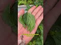 Khách tin của đột quỵ ít ai biết # #chamsocsuckhoe