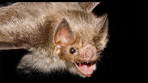 ¿Los murciélagos tienen miedo a la luz?