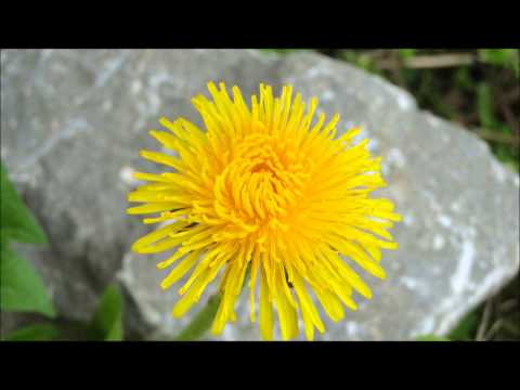 Passenger - Feather