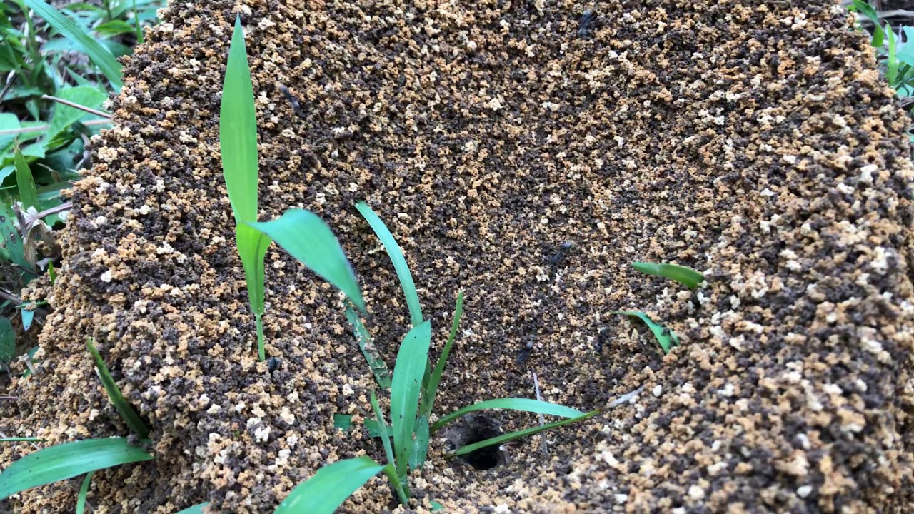 How black ants build their fortress - YouTube