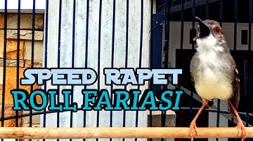 Masteran Prenjak Vs Ciblek Gacor dor Brem Rapat Tanpa Jeda