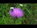 Kodak Z1015 IS test video - Bee on flower Macro HD video