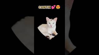 Jangan Skip Meong Cantik Lembut Menyenangkan catshorts kucinglucu